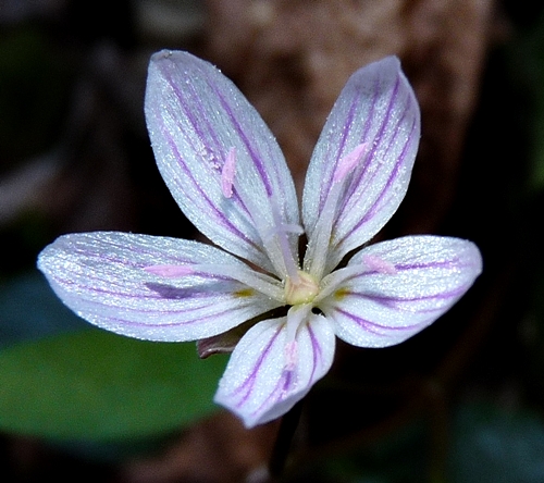 {Claytonia caroliniana}